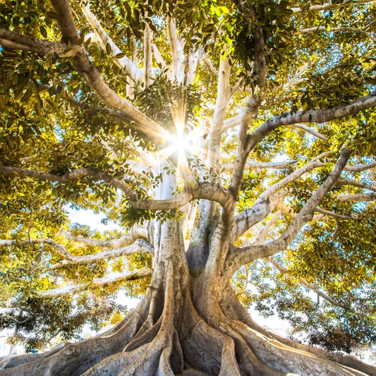 L’Arbre de Vie: Croissance Sagesse et Interconnexion