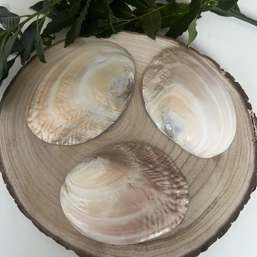 Coquille d’Huître Perlière: Alliée de Lithothérapie et Déco